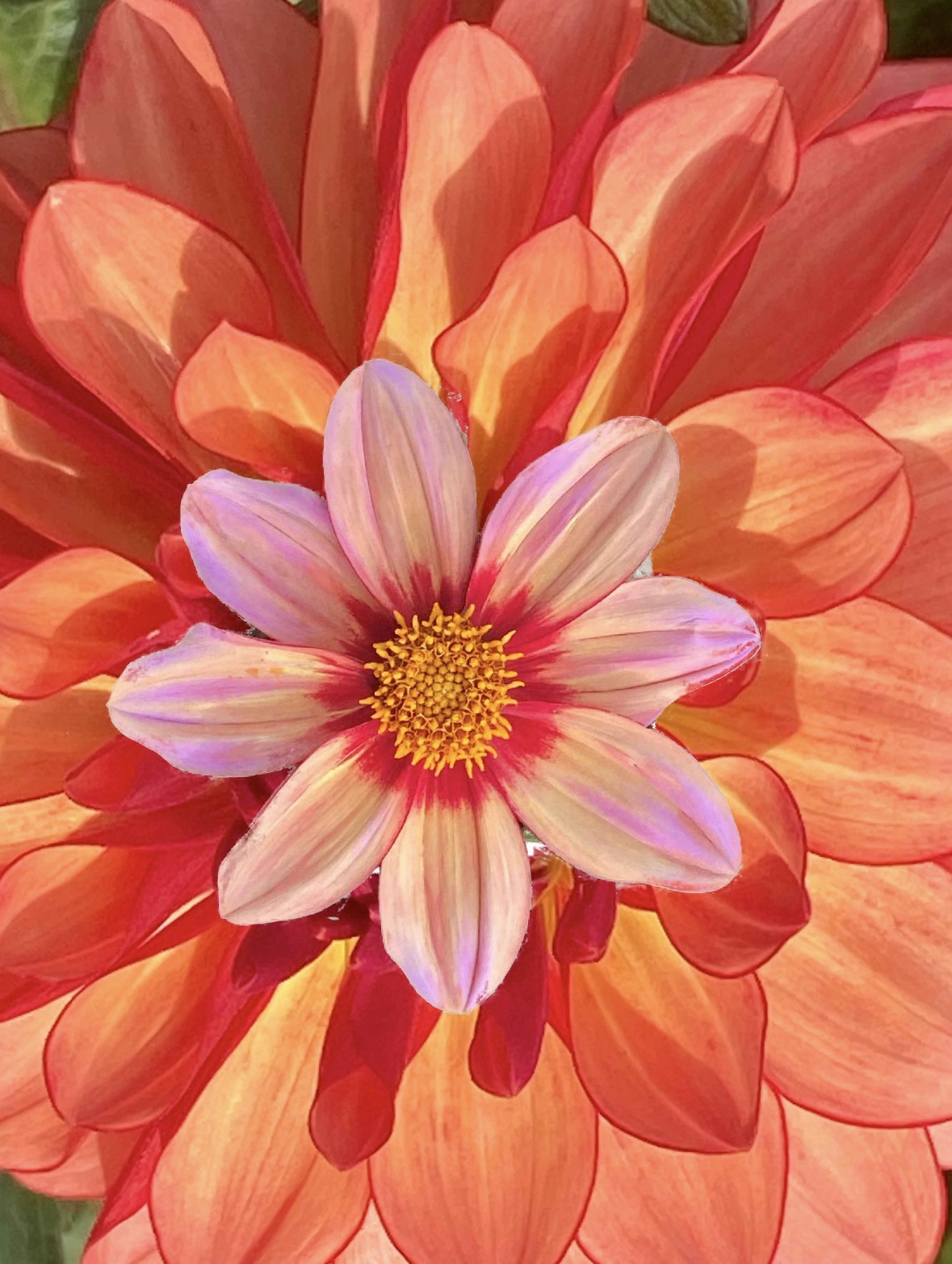 Dahlia fever
