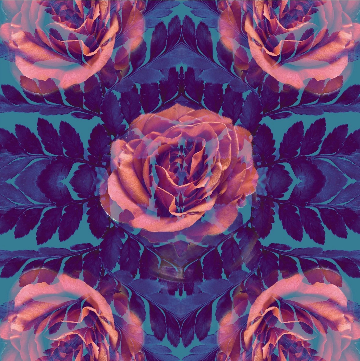 Roses among blue leaves