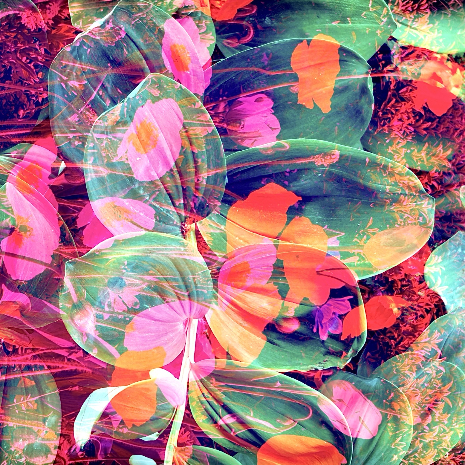 Sceau de salomon odorant