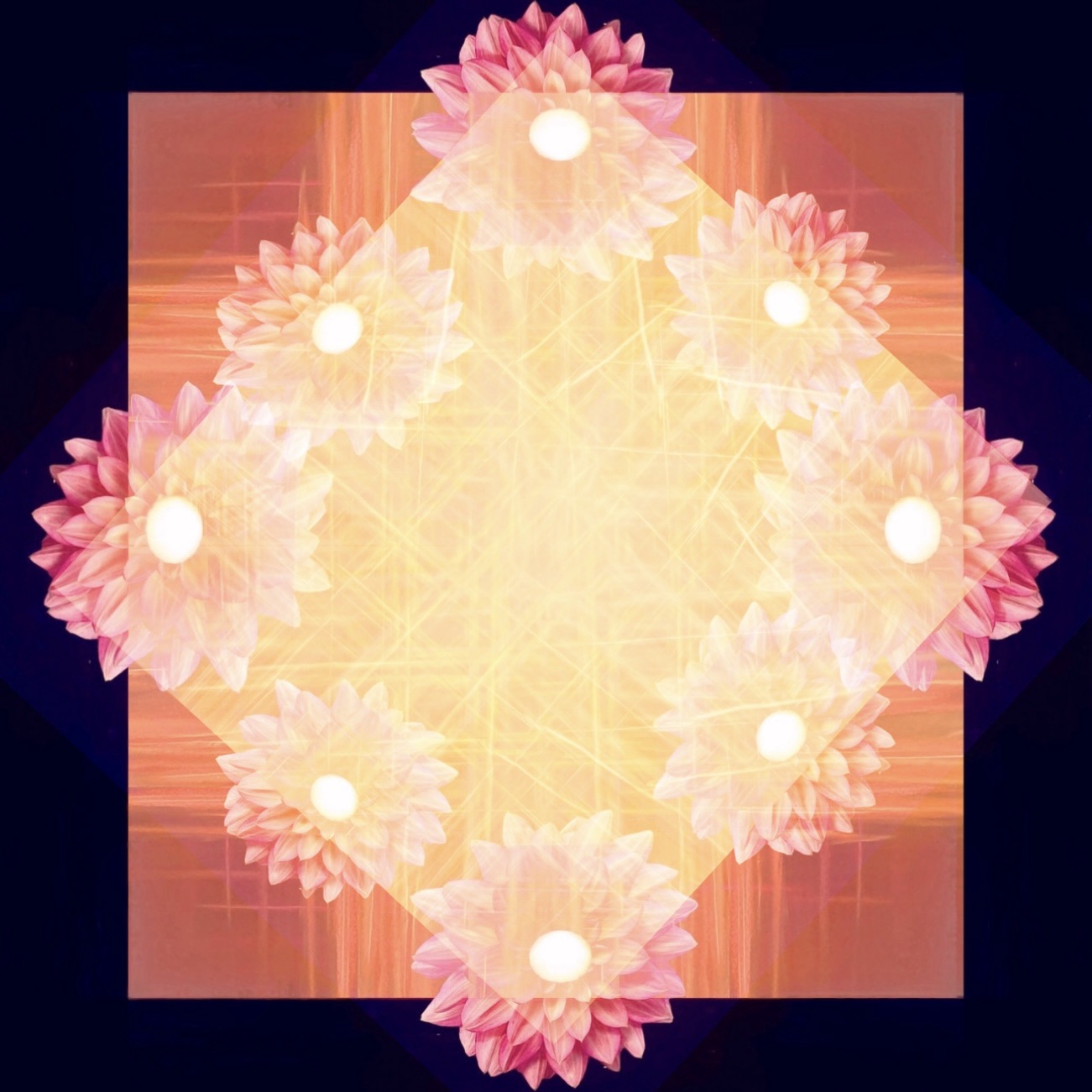 Pink dahlias under the sunset