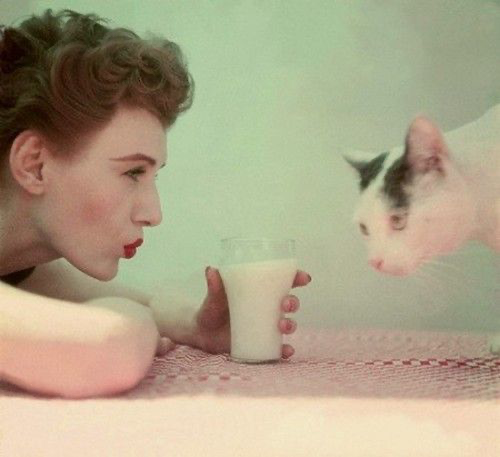 Everything is cuter with cats ! (4)