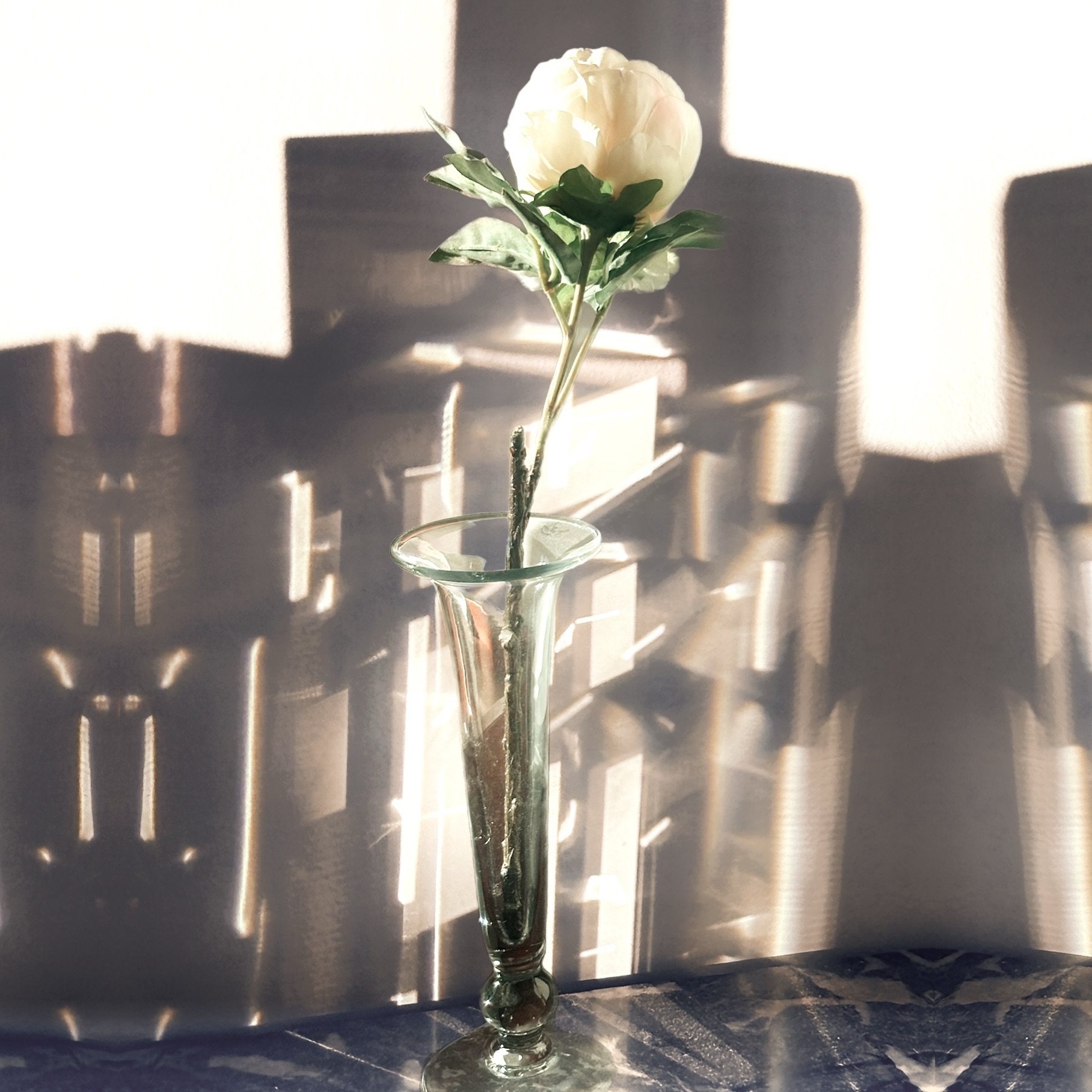 A peony in the light