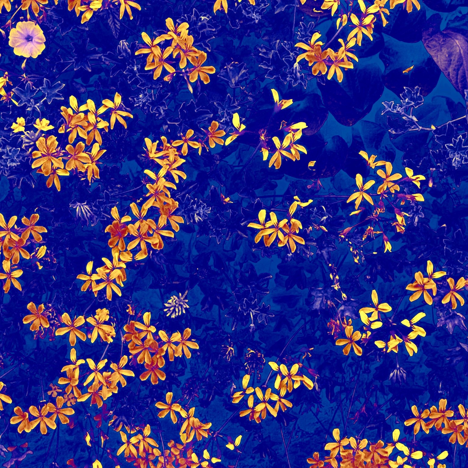Pretty little flowers