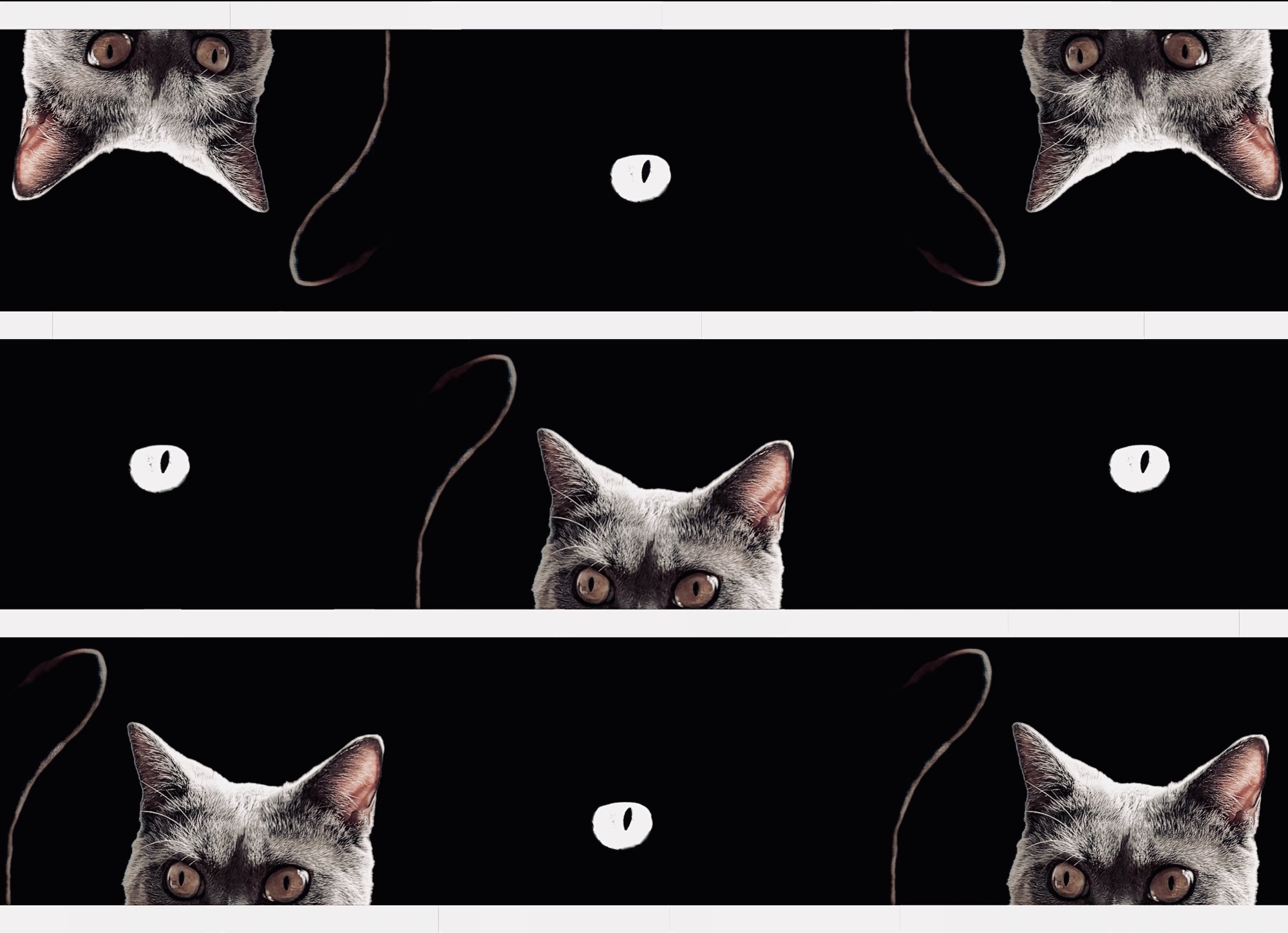 Chat caché