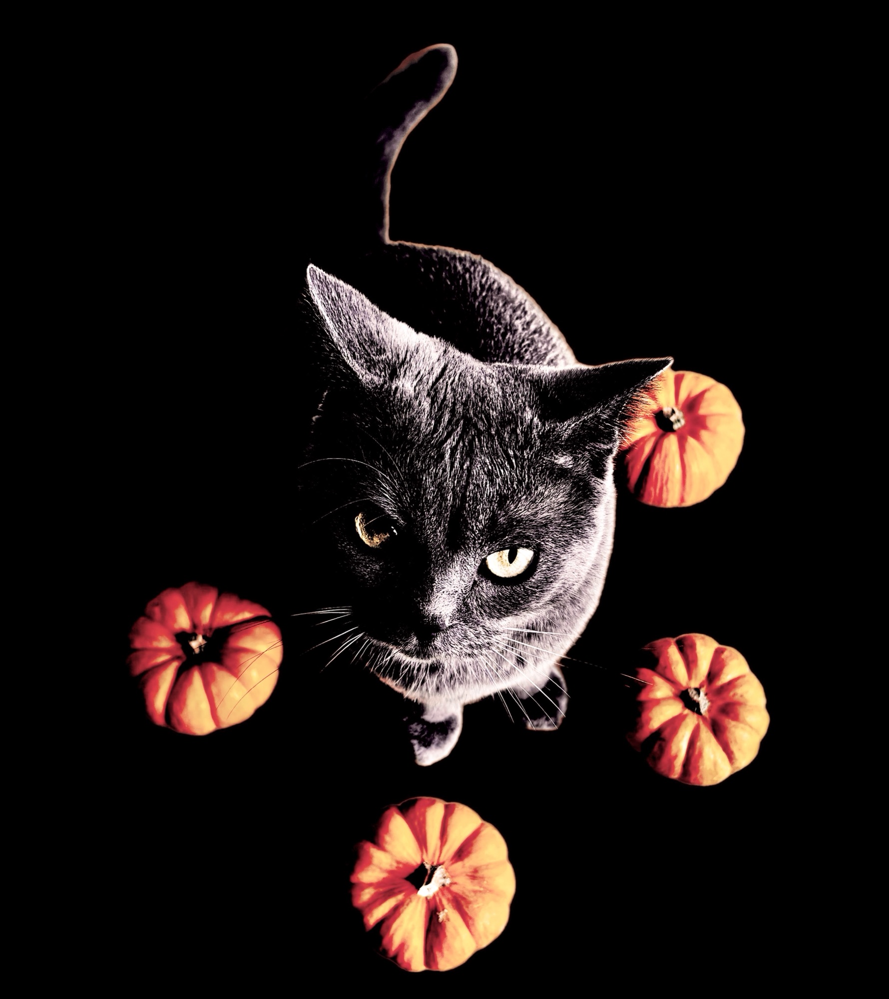 Don’t mess with Riva during Halloween…