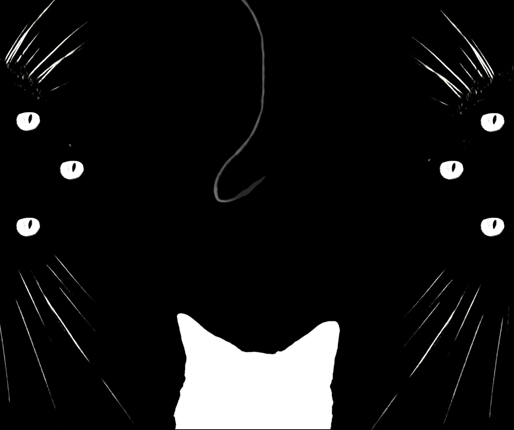 A cat in black and white