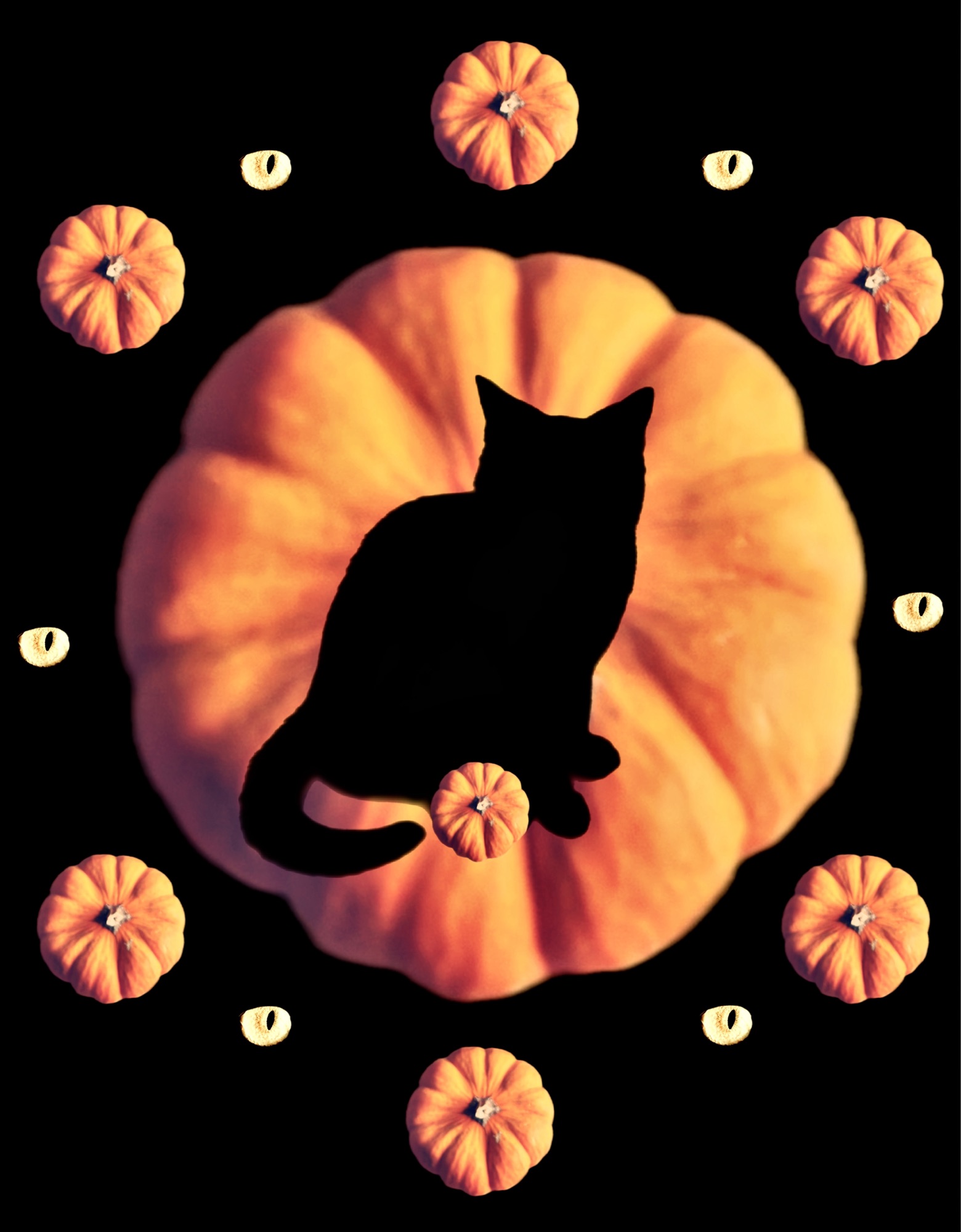 Halloween cat