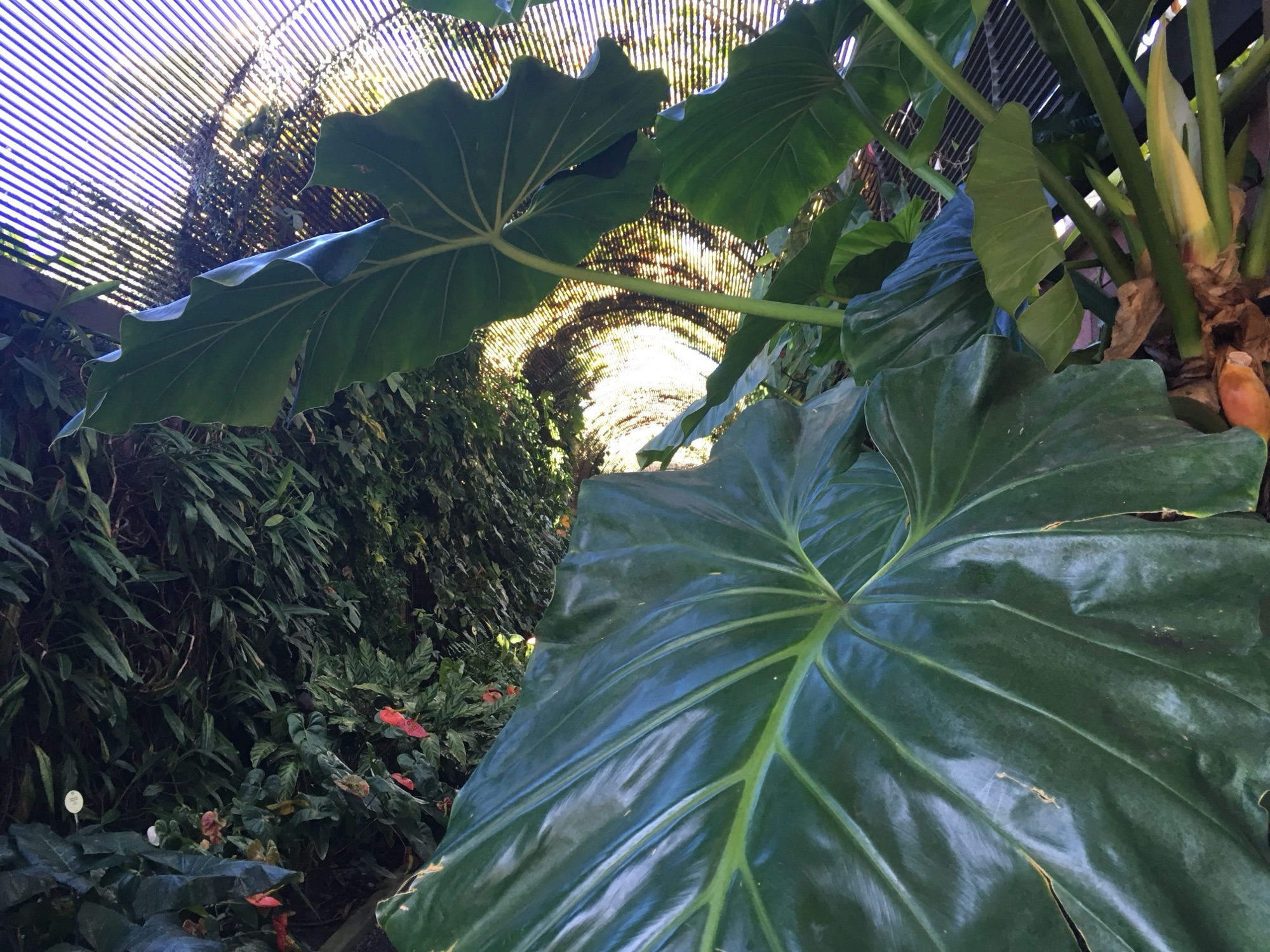 Jardín de aclimatación de La Orotava in Puerto de la Cruz, Tenerife (2018)